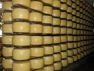 Cheese wheels cold storage